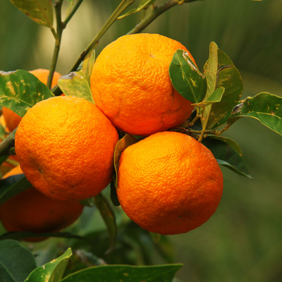 Orange Fruit Plant